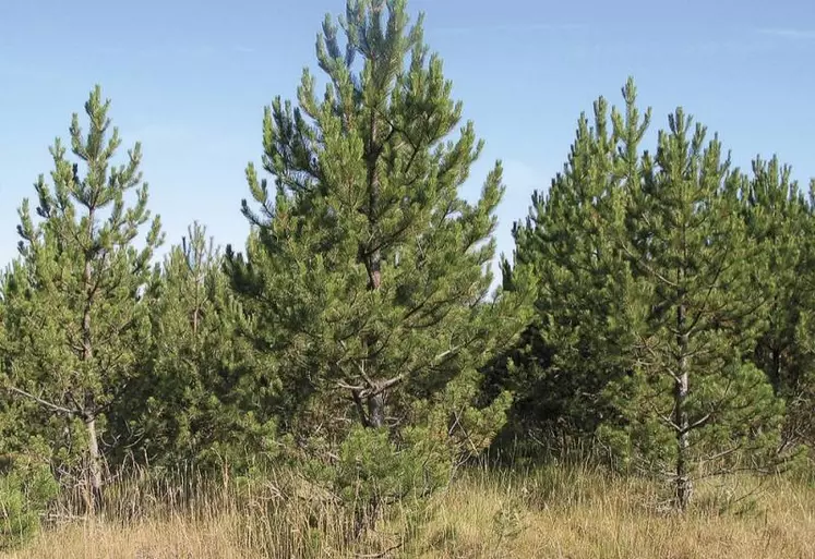 Principale espèce présente dans le département, le pin sylvestre garde une bonne santé et alimente l'industrie locale pour de multiples usages, du bois énergie à la menuiserie. Mais il souffre d'un manque d'intérêt par rapport au Douglas ou à l'épicéa et pourrait être à terme remplacé.
