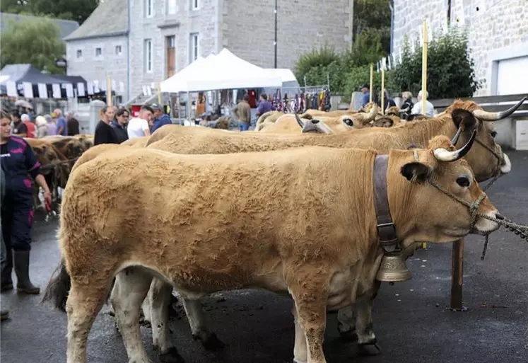 Samedi 2 septembre aura lieu une nouvelle édition de la fête de l’Aubrac, sur la place du foirail à Nasbinals, et qui accueille depuis deux ans le concours régional charolais.