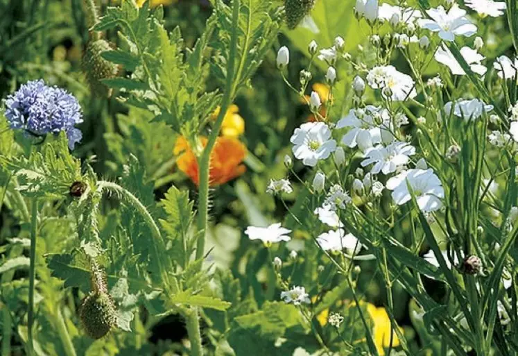 La COP 15 qui s'est ouverte à Montréal le 7 décembre devrait permettre aux États signataires de la Convention sur la diversité biologique de s'accorder sur un cadre mondial rénové. Parmi les propositions, une réduction de deux tiers des épandages de pesticides ou de 50 % des fuites d'engrais. Des cibles controversées notamment par les États exportateurs, et qui pourraient faire le succès ou non de ce rendez-vous international.