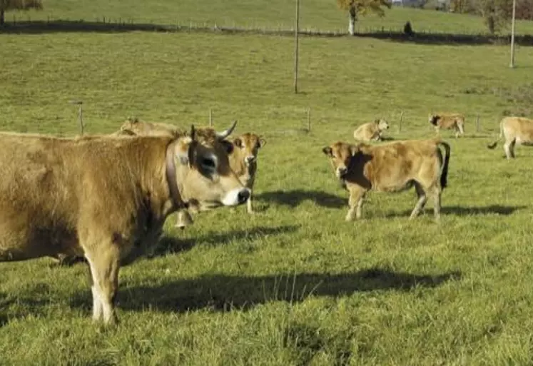 Deux critères ont été proposés par les services du ministère de l'Agriculture pour définir en France le statut d'agriculteur actif (ou véritable), qui ouvrira le droit de toucher les aides Pac à partir de 2023. D'une part, ne pas être éligible à une retraite à taux plein. Et, d'autre part, avoir contracté une assurance agricole contre les accidents du travail (Atexa).