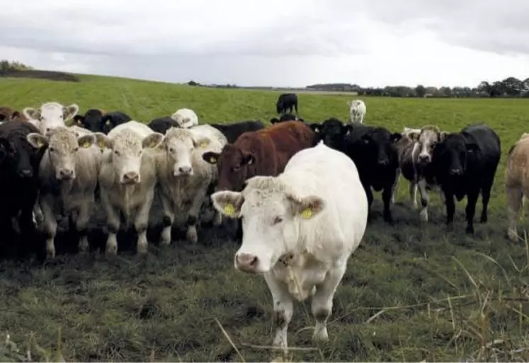 Si l’accord commercial entre l’UE et le Mercosur devait un jour entrer en vigueur, la valeur de la production de viande bovine irlandaise connaîtrait une baisse comprise entre 44 millions d’euros et 55 millions d’euros, évalue le gouvernement irlandais dans une récente étude d’impact.