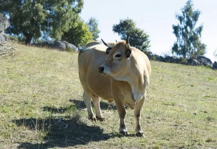 Créée par Terre de Liens et l’Inrae, la base de données « Récolte » recense les différentes initiatives d’installations agricoles réalisées par des collectivités. L’outil doit faire l’objet d’un séminaire en janvier 2021.