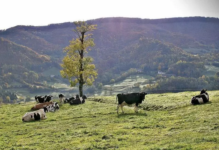 Le lait de montagne est soumis aux mêmes règles que le lait de plaine, alors qu'il coûte plus cher à produire, à collecter, et que sa qualité est réputée meilleure.