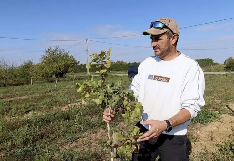 Grégory Clapon a planté des pistachiers sur 0,5 ha début 2022. Trouver des plants s'avère selon lui relativement compliqué.