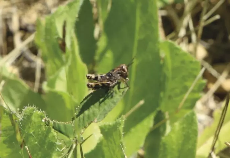 Selon les entomologistes experts contactés par la rédaction du Réveil Lozère, les insectes qui dévorent les champs de luzerne dans les vallées du Lot et de la Colagne depuis le début du mois de juin, seraient des criquets italiens (Calliptamus Italicus).