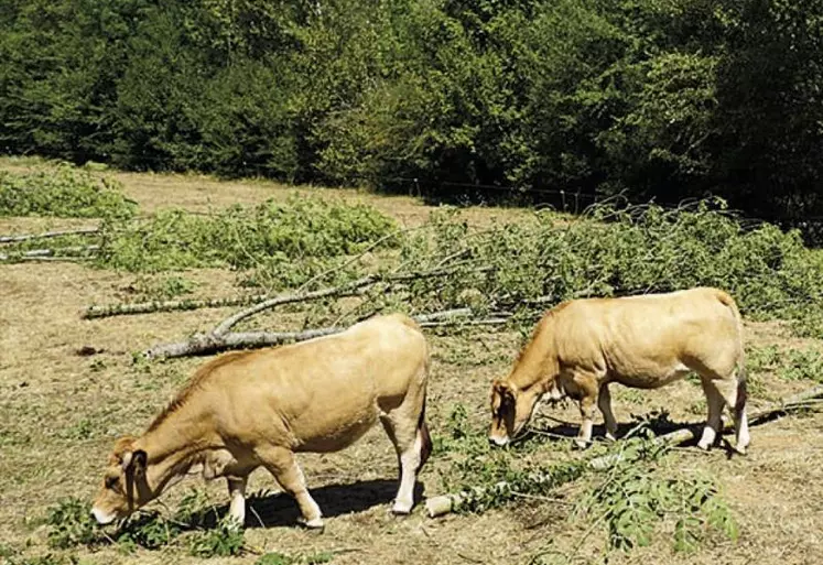 Mardi 6 septembre, le PNR Aubrac et la chambre d'agriculture de l'Aveyron ont organisé une journée de démonstration des opportunités offertes par le frêne en agriculture. Les élèves de la MFR Javols ont pu assister aux démonstrations.