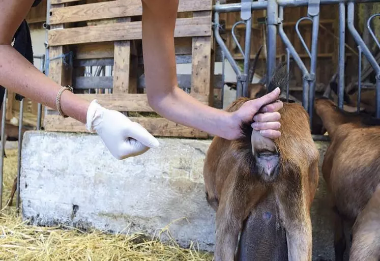 Les analyses coprologiques doivent venir en complément de l'observation des animaux et du troupeau.