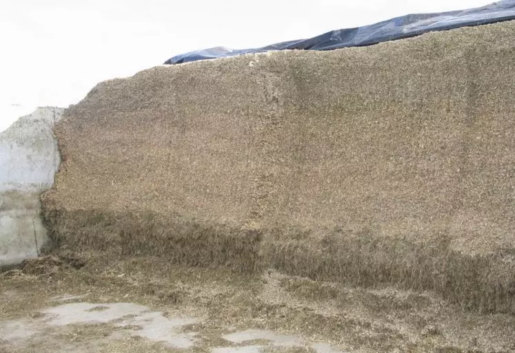 L'ensilage d'herbe pour une bonne récolte.