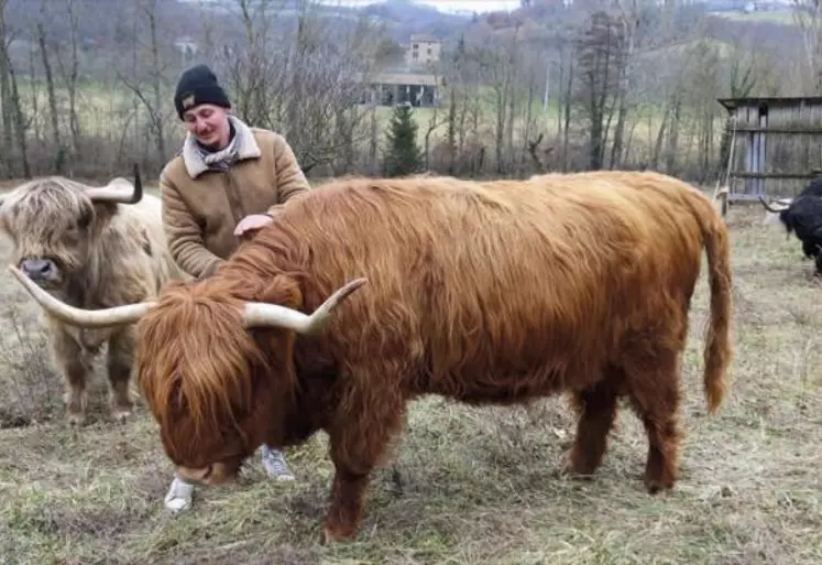 La vache highland cattle pourrait-elle venir au secours des territoires délaissés par les ovins pour cause de prédation ? C'est une des pistes explorée par Christophe Roche qui est en train de constituer son troupeau.