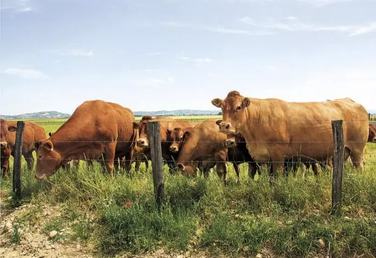 L'Insee a publié le 7 juillet les comptes provisoires 2020 de l'agriculture, montrant une baisse de 2,6 % en euros courants de la contribution du secteur au PIB (valeur ajoutée brute au coût des facteurs).