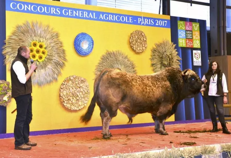 Helvétique, taureau du Gaec Batifol au Buisson, a raflé le prix du championnat mâle de l'année.