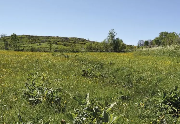 En la substituant à des forêts ou en la gérant de manière trop intensive, nous transformons peu à peu la prairie en une source de réchauffement à l’échelle mondiale, indiquent des chercheurs dans une étude parue début en décembre.