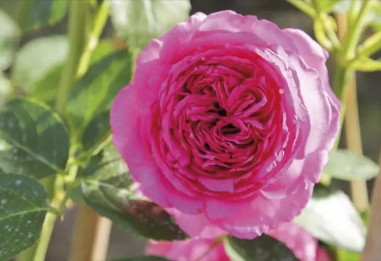 Pour garantir une qualité supérieure des végétaux aux consommateurs, horticulteurs et pépiniéristes ont oeuvré au développement d'un label rouge pour les rosiers, géraniums, sapins et autres plantes et fleurs.