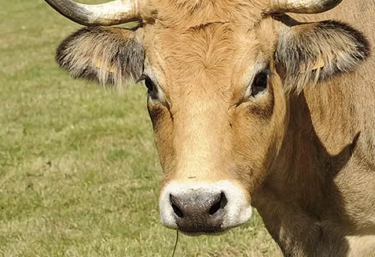 Si tous les dossiers n’ont pas eu d’issue visible, la FDSEA de la Lozère l’assure, « la défense de l’agriculture et de ses acteurs est un combat de tous les instants ». Retour sur une année 2021 importante pour l’agriculture lozérienne.