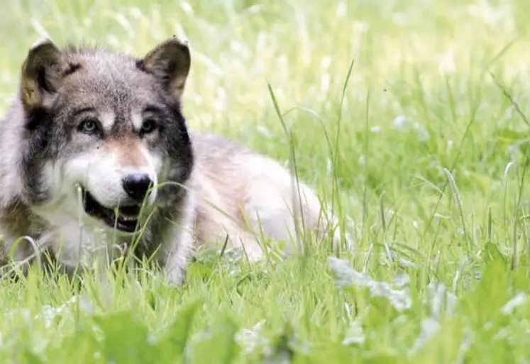 Selon l’Office français de la biodiversité (OFB), les scientifiques ne parviennent pas à s’accorder sur l’effet des tirs sur la population de loups dans l’hexagone. Avec le CNRS, l’Office vient de lancer une thèse pour trancher le débat.