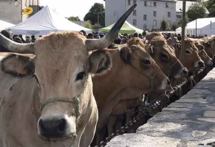 La fête de l’Aubrac, qui a lieu le 5 septembre, sera maintenue cette année. Une fête à la saveur particulière en raison de la crise sanitaire, selon les organisateurs.