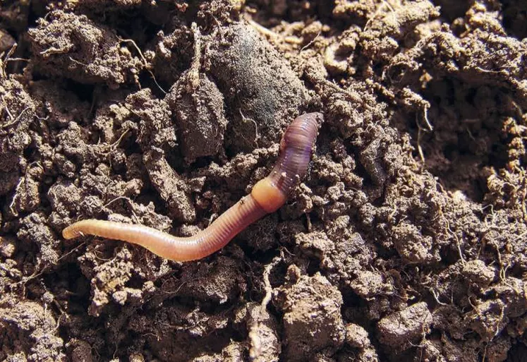 Morphologie : Un ver de terre est constitué d’un corps mou, segmenté sous forme d’anneaux (classe des annélides). Chaque anneau possède 8 petits poils (soies) qui permettent d’avancer dans le sol (sous-classe des oligochètes). Une bague colorée (clitellum) permet d’identifier les adultes.