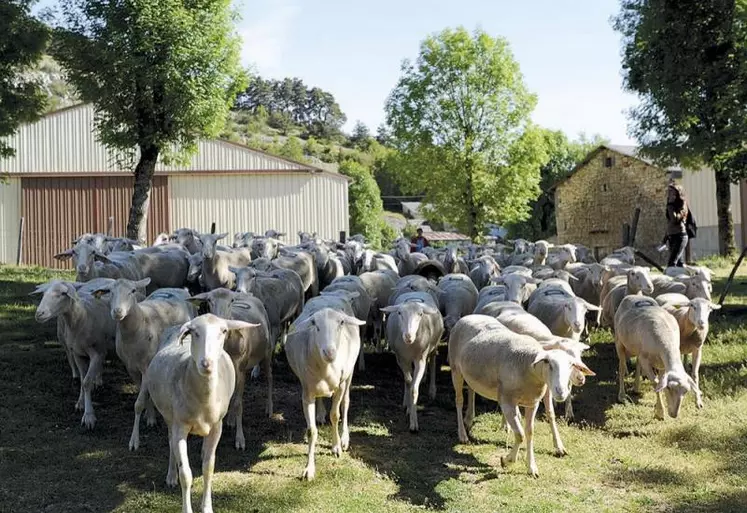 Moutonniers, préparez-vous pour le 9e concours agnelles BMC du samedi 25 septembre, à Aumont-Aubrac.