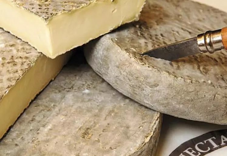 Intégrer les bienfaits pour la santé des fromages au lait cru en parallèle des recommandations sanitaires sur ces produits : l’ambition croisée du Cnaol, de l’Inrae, de l’Inao et des filières.