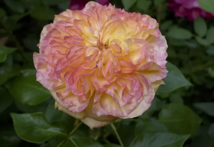 Les pépiniéristes français ont offert aux visiteurs leurs plus beaux spécimens comme ce rosier à grandes fleurs aux tons dégradés.