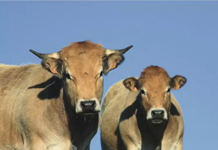 Pour aider les agriculteurs à comprendre la contractualisation obligatoire au premier janvier 2022, la FDSEA lance une nouvelle offre de services.