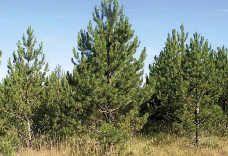 En Lozère, depuis de nombreuses années, le conseil départemental poursuit une démarche d'aide à la restructuration du foncier forestier.