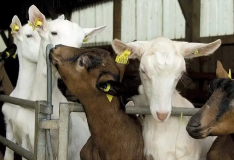 En 2022, la chambre régionale d'agriculture d'Occitanie a lancé un appel à projet pour l'adaptation des bâtiments aux fortes chaleurs pour les petits ruminants. Si le travail a déjà bien avancé sur les bovins, c'est une première pour les ovins et caprins.