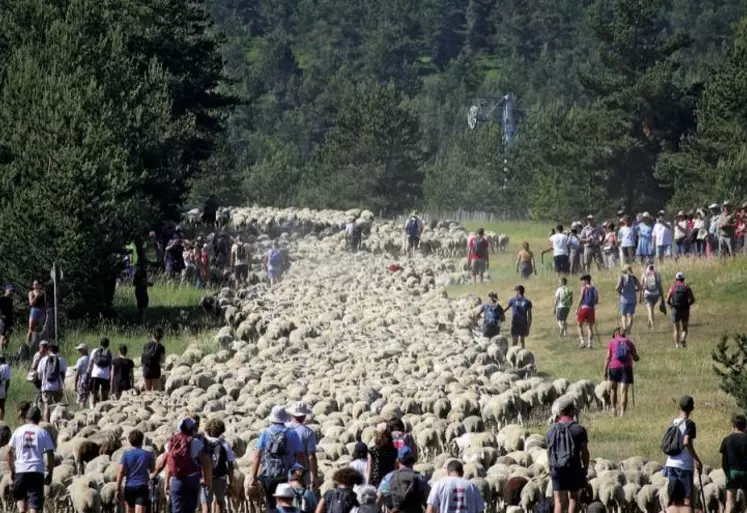 Samedi 18 juin, devant une foule réunie sous le chaud soleil de juin, les 2 600 brebis du groupement de Finiels ont transhumé jusqu'à leur estive d'été, en passant par la station du mont Lozère.