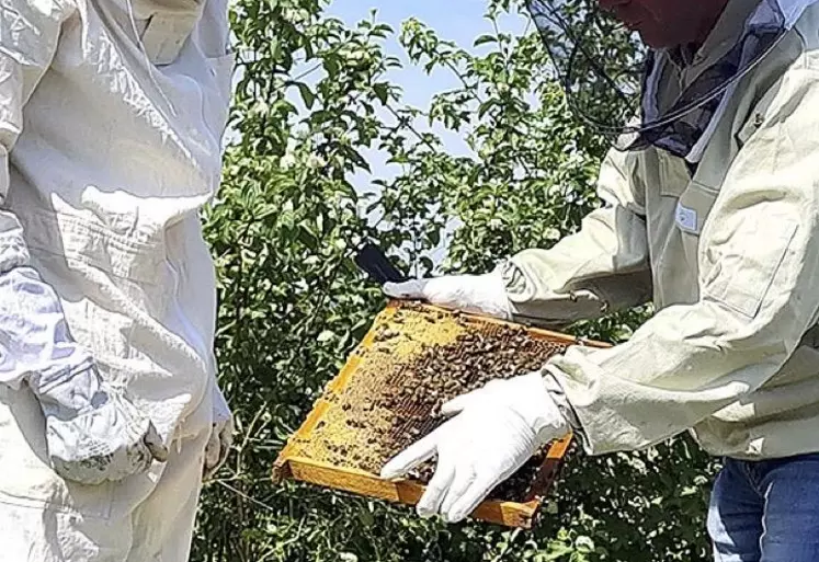 48 ruches ont été installées pour démarrer.