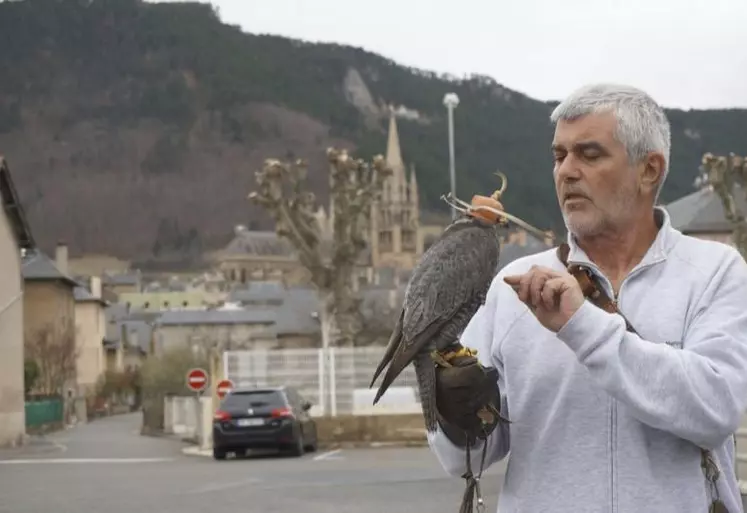 Ludwig Verschatse possède une soixantaine de rapaces dans sa fauconnerie (www.merlyn.fr).