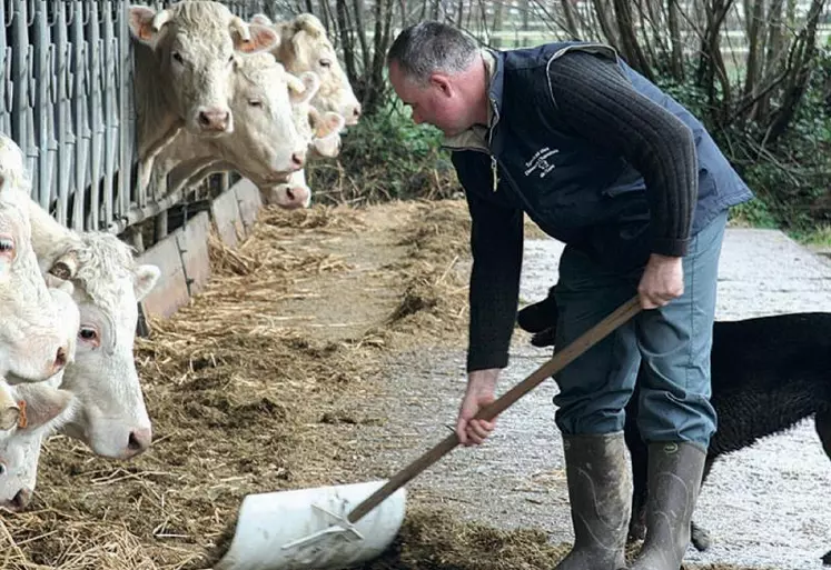 Les TMS sont fréquents en agriculture et notamment en élevage bovin.