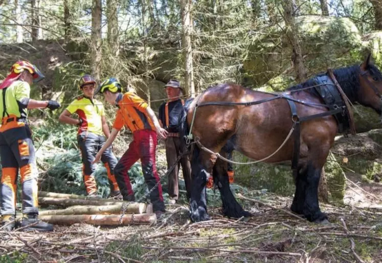 Mercredi 9 juin, la MFR de Javols a présenté à la presse l'initiation au débardage par cheval qu'elle offre à ses élèves.
Cette discussion a lieu à l'ombre d'un arbre au feuillage fourni, sur le chantier qui occupe les élèves de première Bac pro forêt pour trois jours (sur un chantier de deux semaines), et où ils s'essayent au débardage à cheval. Patrice Lasailly et V