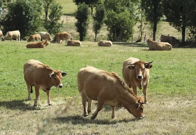 Le mécanisme des prix abusivement bas issu de la loi Égalim ne peut pas s’appliquer aux coopératives, a décidé le Conseil d’État le 24 février. Un « soulagement » pour la Coopération agricole, qui avait attaqué l’ordonnance gouvernementale sur ce sujet en 2019.