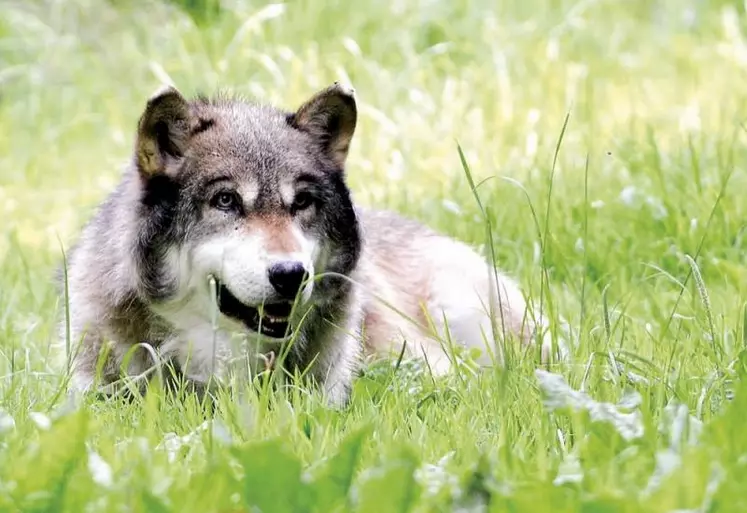 La Première ministre doit arbitrer le désaccord entre les ministères de l’Agriculture et de la Transition sur la simplification des tirs, repoussant la présentation du plan loup à la rentrée, d’après la FNO (éleveurs d’ovins, FNSEA).