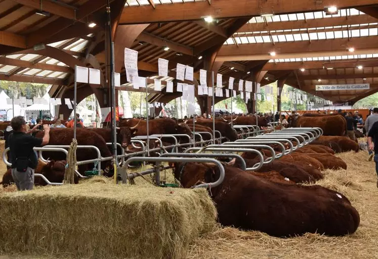 La Corrèze recevait du vendredi 23 septembre au dimanche 25, le concours national salers. Le berceau de la race était évidemment fortement représenté.