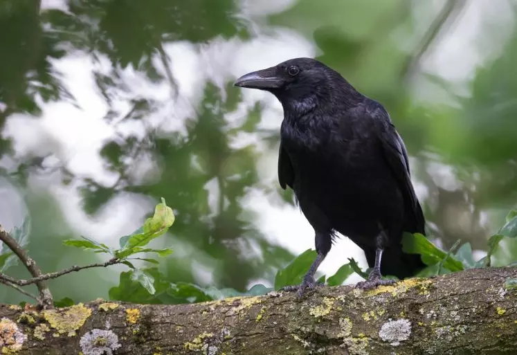 La corneille est reconnaissable entre tous les corbeaux, grâce à son bec noir et droit, dans le prolongement de l'oeil.