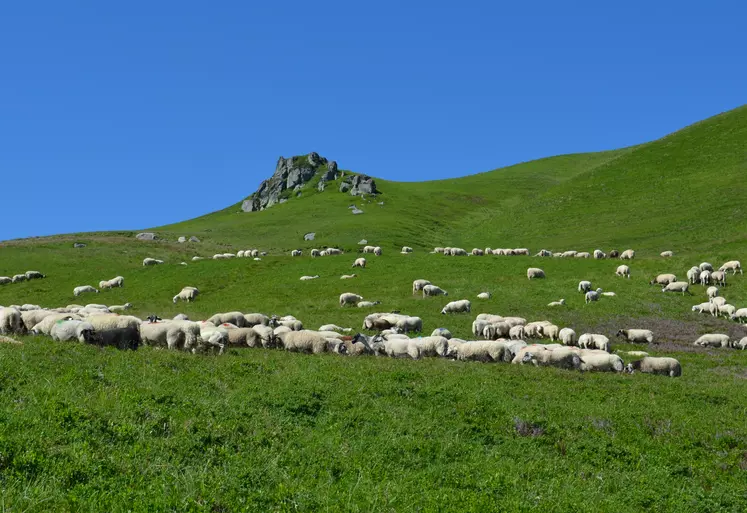 Troupeau ovin en estive dans le Sancy. 