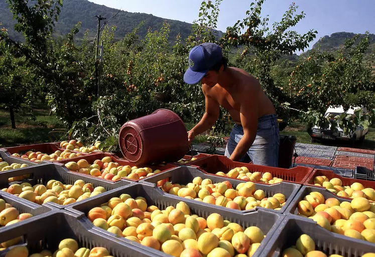homme ramassant des pommes emploi agriculture