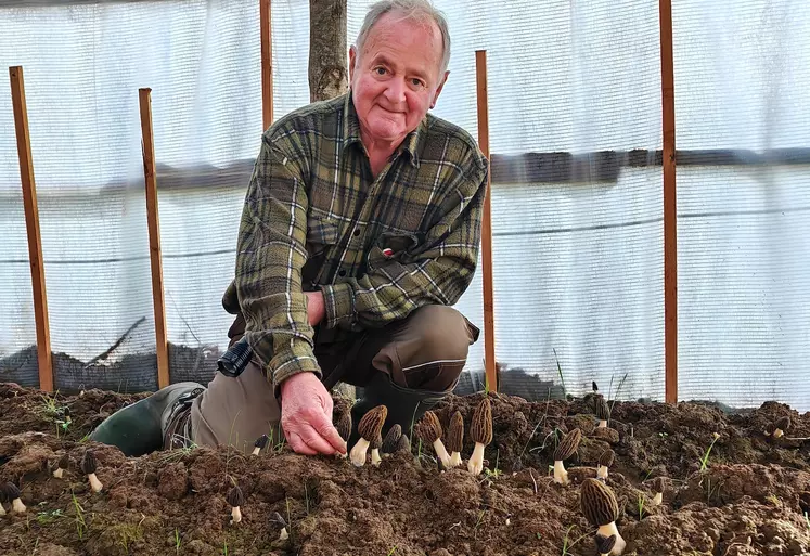 Claude Maniol devant sa culture de morilles dans le Cantal. 