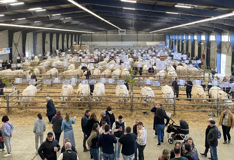 exposition d'animaux sous un hangar pour la foire de boussac