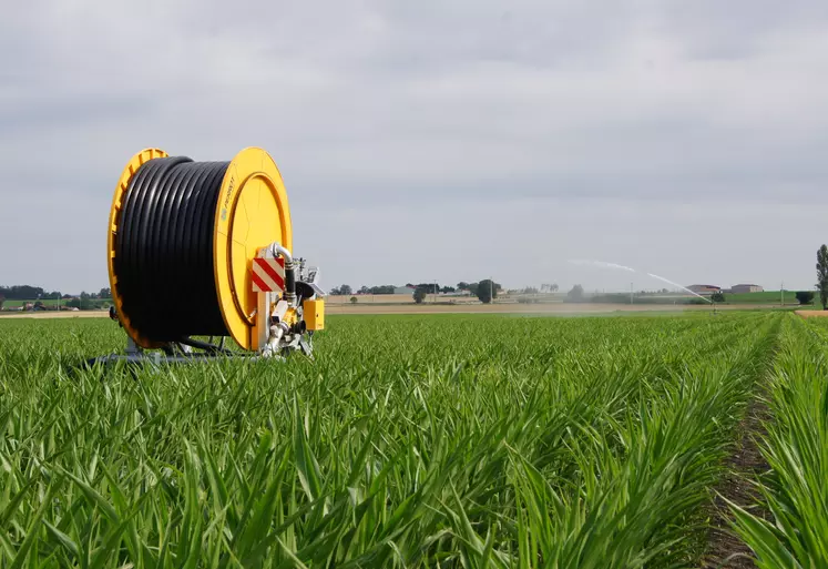 Enrouleur irrigation dans un champ de maïs semence