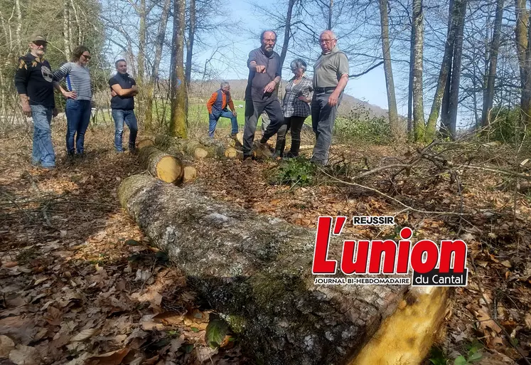 Coupe de bois de feuiillus raisonnée, dans le Cantal