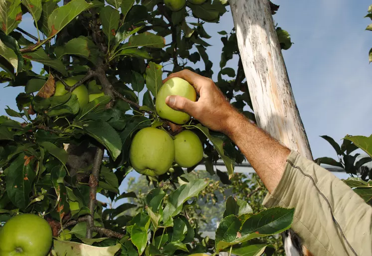 Cueillette de pommes