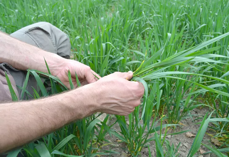 Jeunes plants de blé examinés à la main