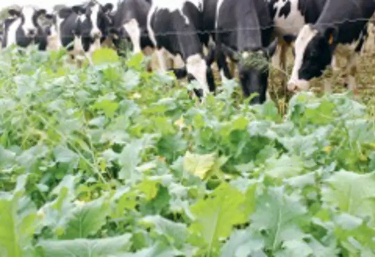 Le colza fourrager + avoine de printemps ou brésilienne est un mélange intéressant pour sa production de matière azotée notamment en pâture.