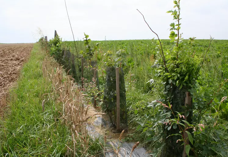 Une haie de jeunes plants d'arbres protégés de grillages et tuteurés