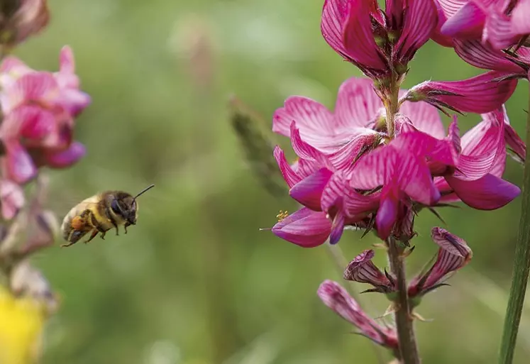 Une abeille récole du nectar sur une fleur de sainfoin