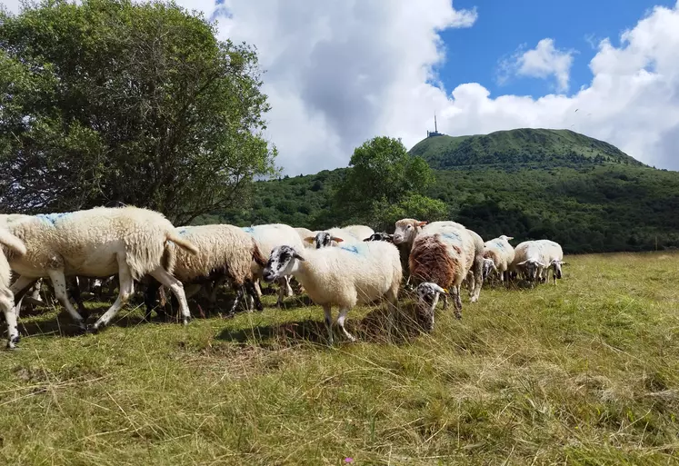 brebis au pied du puy de dôme