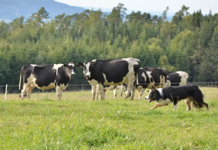 Border collie avec des vaches