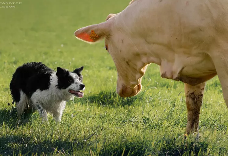 chien border collie avec vache charolaise